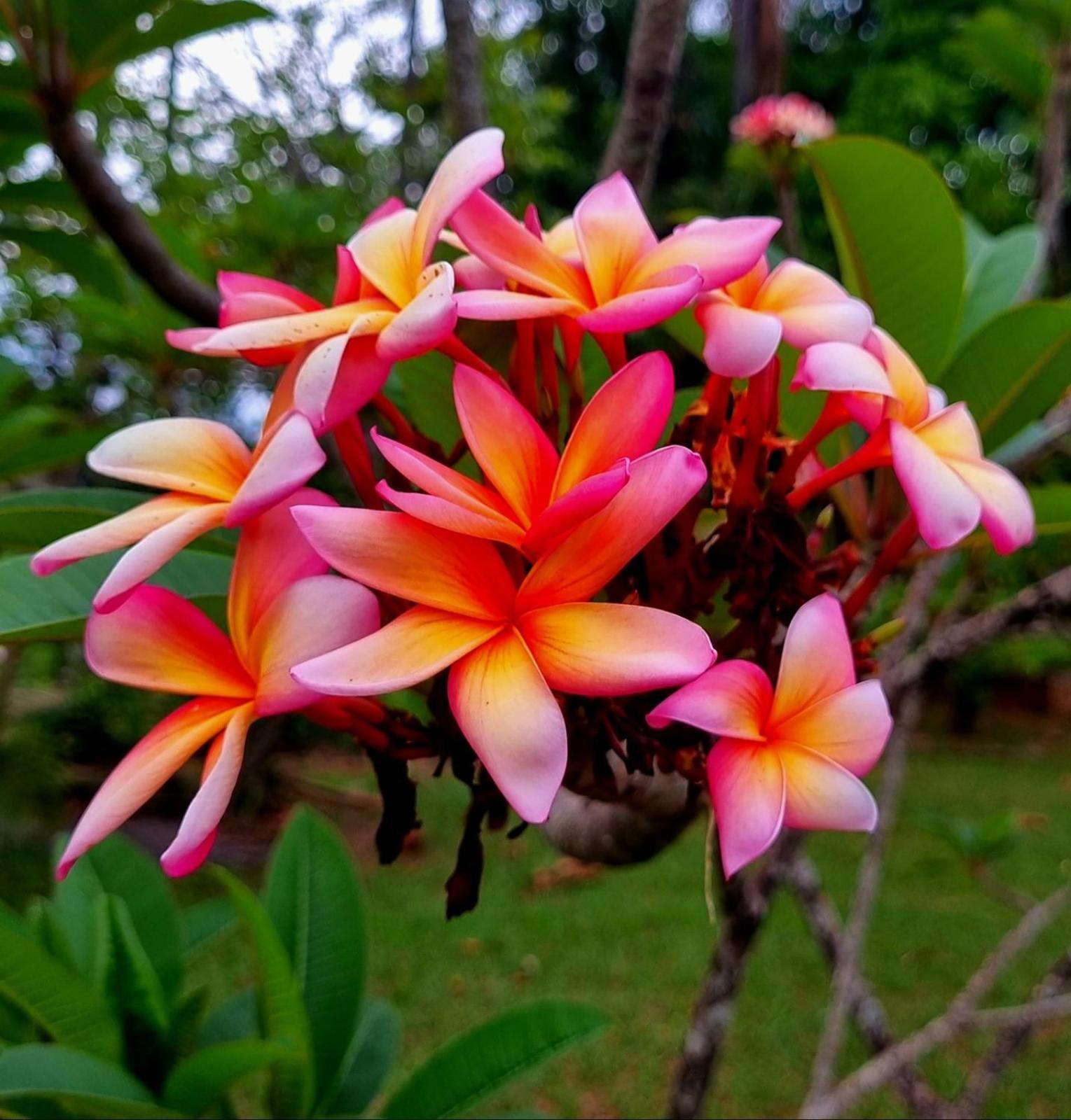Amanduarte Brasília Exterior foto